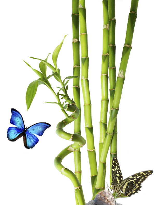 bamboo - six stalks